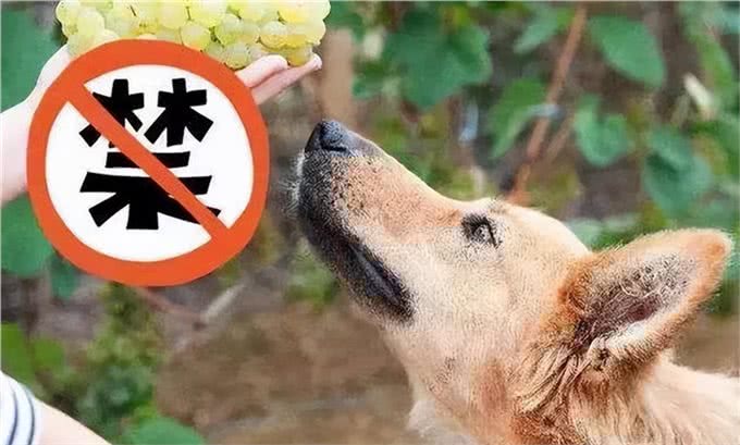 狗有那些东西是不能吃，不能碰的?