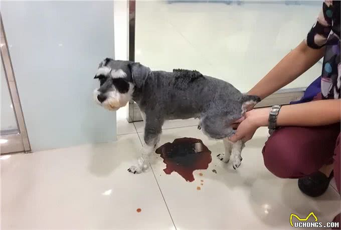 狗有那些东西是不能吃，不能碰的?