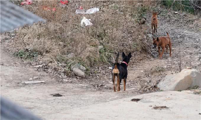 家犬从山里带回1只小野货，养大半年后它称霸全村还敢咬野猪