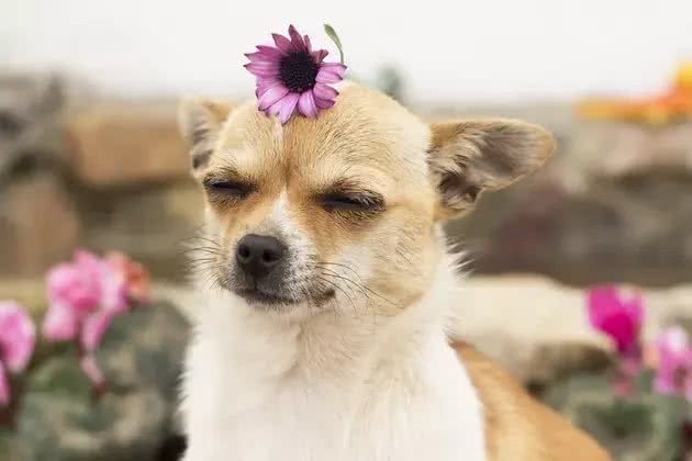 狗会季节性过敏么?