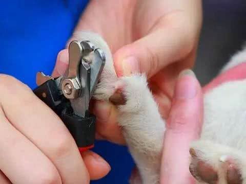 宠物美容小知识,这些你都知道吗?