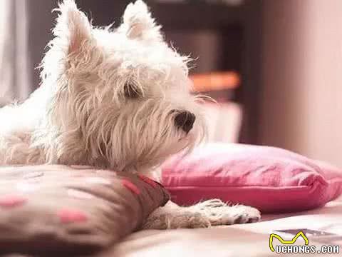 宠物美容小知识,这些你都知道吗?