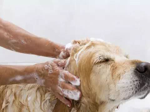 宠物美容小知识,这些你都知道吗?