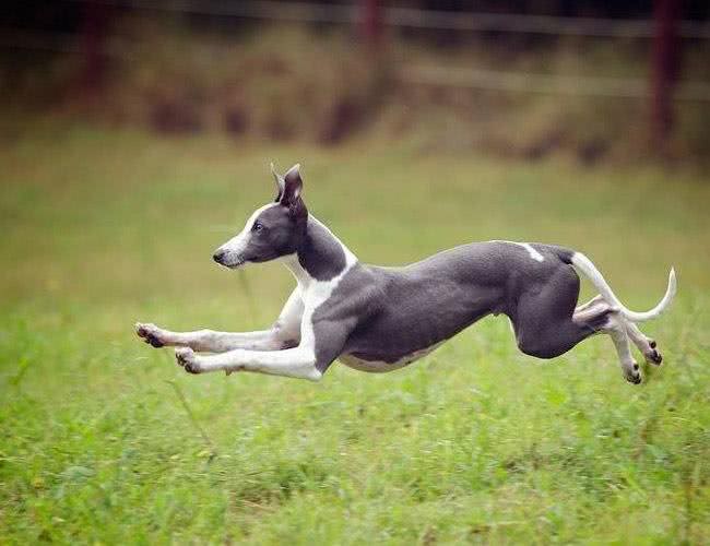 连边牧见了都要叫声前辈的历史传奇—惠比特犬