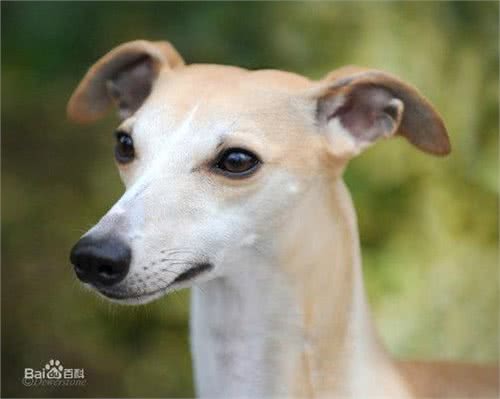 连边牧见了都要叫声前辈的历史传奇—惠比特犬