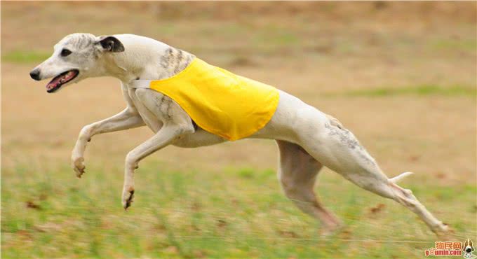 连边牧见了都要叫声前辈的历史传奇—惠比特犬