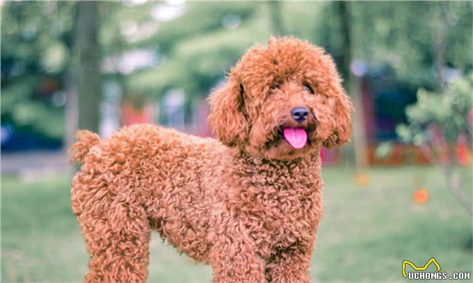 帮你挑选一只真正的茶杯泰迪