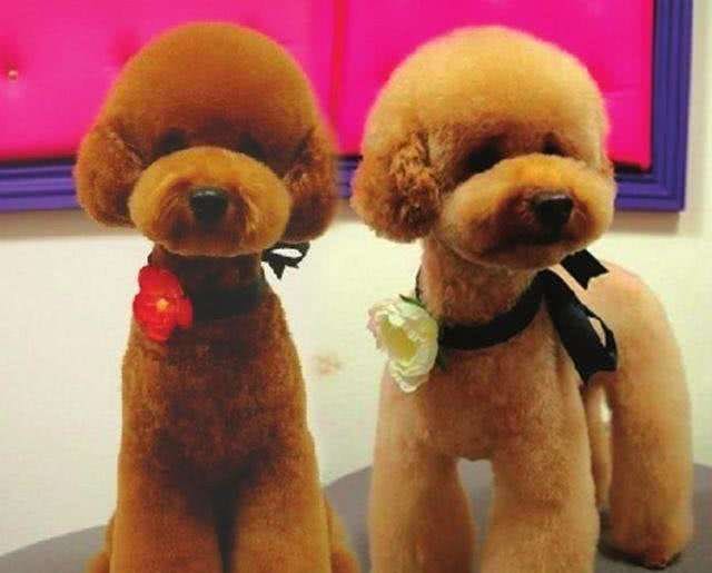 帮你挑选一只真正的茶杯泰迪