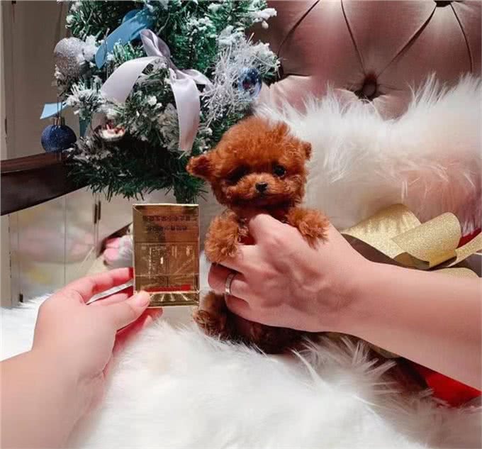 帮你挑选一只真正的茶杯泰迪