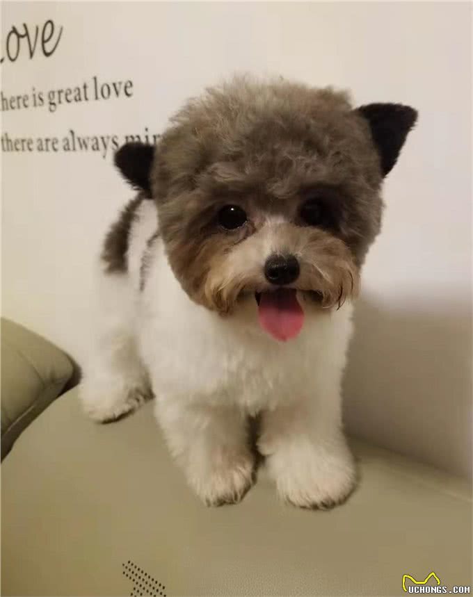 帮你挑选一只真正的茶杯泰迪