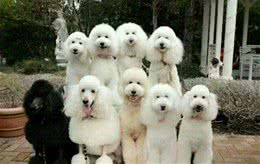 帮你挑选一只真正的茶杯泰迪