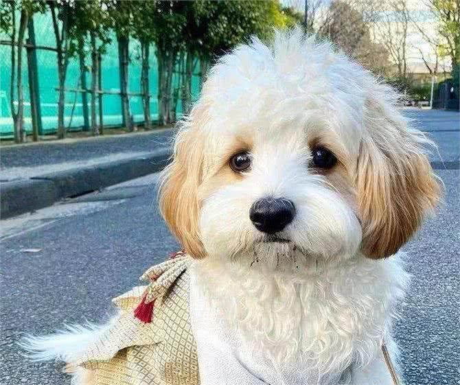 为什么有这么多人饲?养骑士比雄卷毛犬?可爱又惹人爱