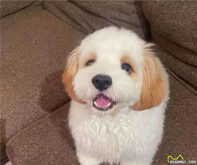 为什么有这么多人饲?养骑士比雄卷毛犬?可爱又惹人爱