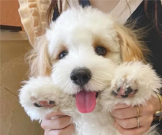 为什么有这么多人饲?养骑士比雄卷毛犬?可爱又惹人爱