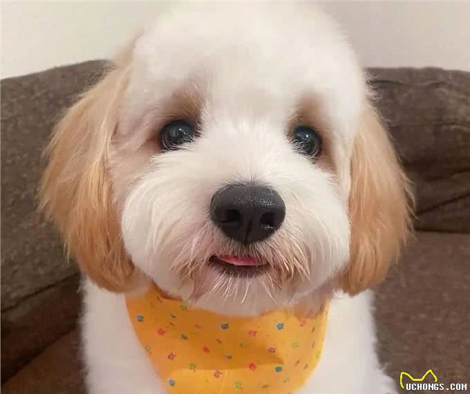 为什么有这么多人饲?养骑士比雄卷毛犬?可爱又惹人爱