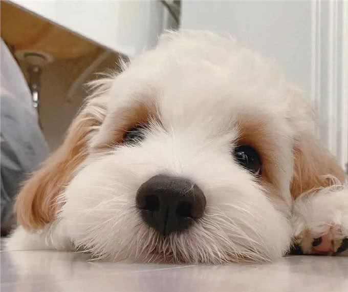 为什么有这么多人饲?养骑士比雄卷毛犬?可爱又惹人爱