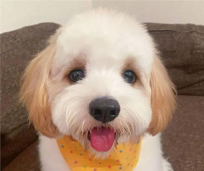 为什么有这么多人饲?养骑士比雄卷毛犬?可爱又惹人爱
