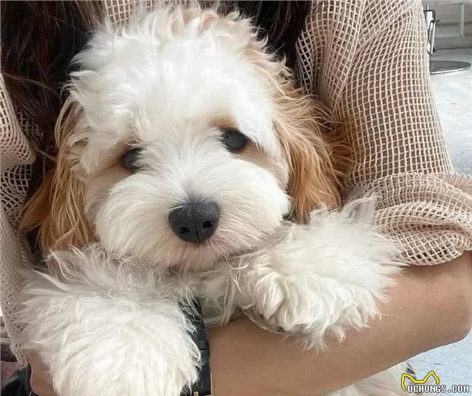 为什么有这么多人饲?养骑士比雄卷毛犬?可爱又惹人爱