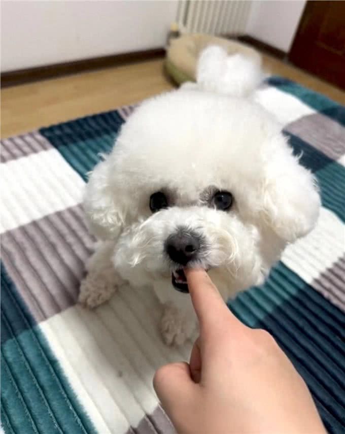 狗狗总爱咬手怎么办?教你几招轻松纠正!