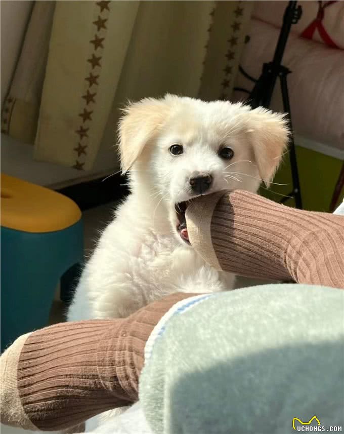 狗狗总爱咬手怎么办?教你几招轻松纠正!