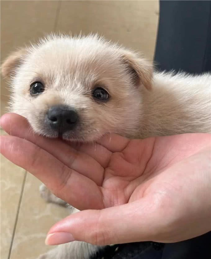 狗狗总爱咬手怎么办?教你几招轻松纠正!