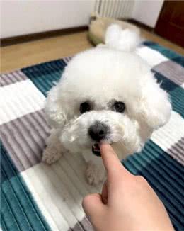 狗狗总爱咬手怎么办?教你几招轻松纠正!