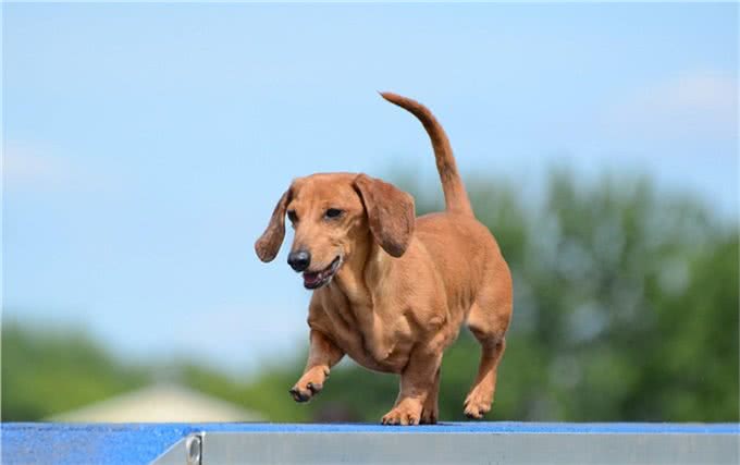腊肠犬犬种标准