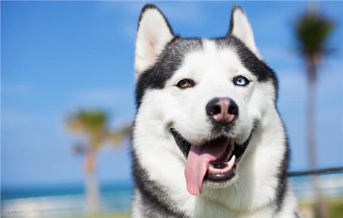 介绍几种极其温柔的狗狗