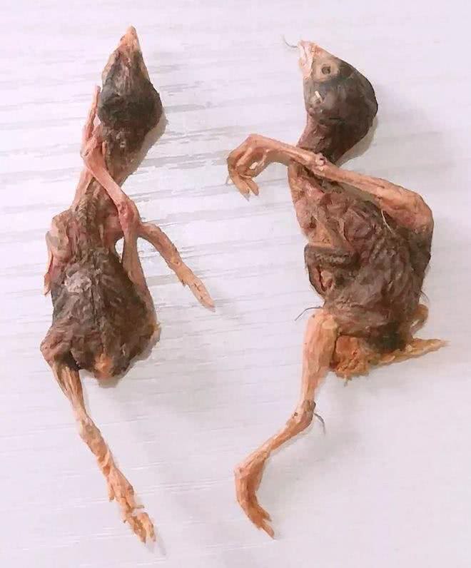 这5种零食，既可以给猫咪解馋，对猫咪的健康也有益处