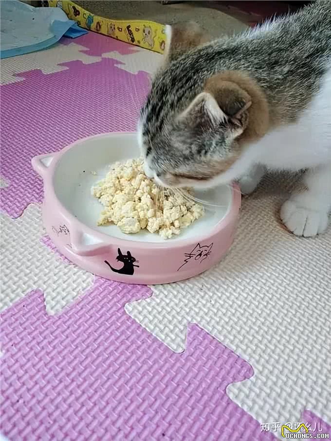 这5种零食，既可以给猫咪解馋，对猫咪的健康也有益处