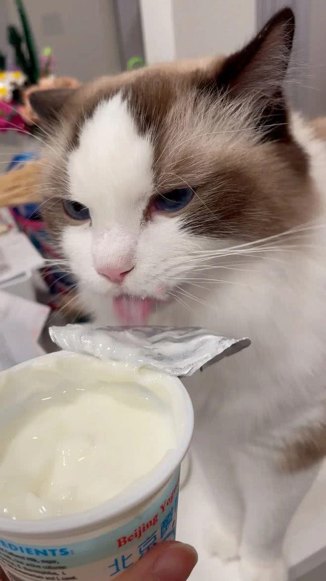 这5种零食，既可以给猫咪解馋，对猫咪的健康也有益处