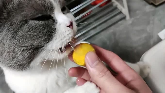这5种零食，既可以给猫咪解馋，对猫咪的健康也有益处
