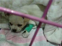 这种经历一次就好:讲述我第一次养狗