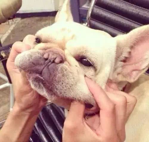 怎样训练斗牛犬上厕所