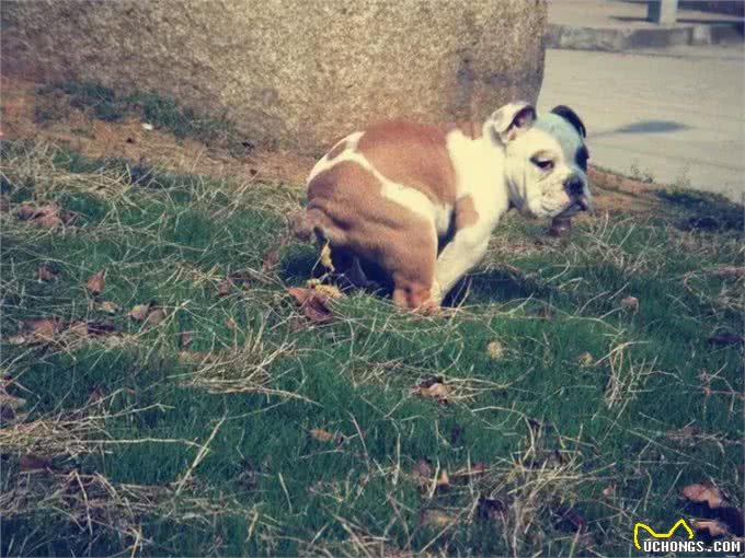 怎样训练斗牛犬上厕所
