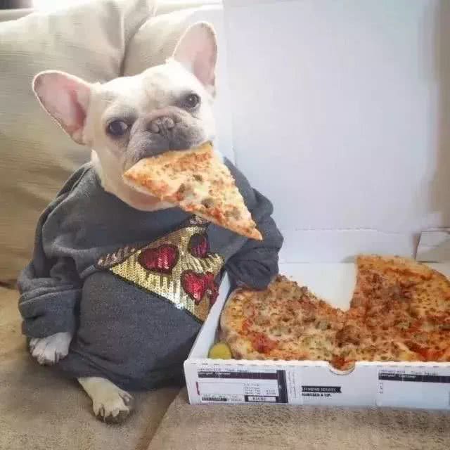 怎样训练斗牛犬上厕所