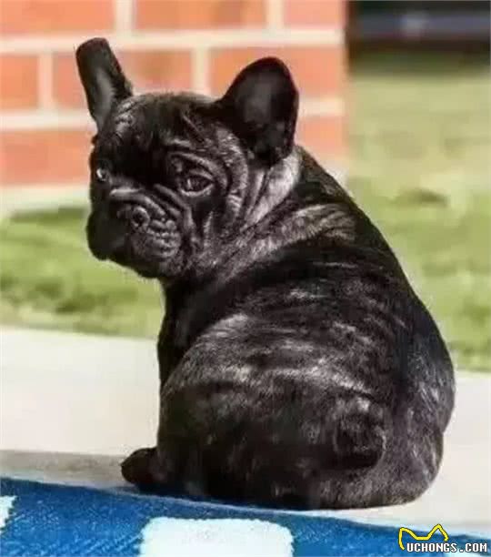 怎样训练斗牛犬上厕所