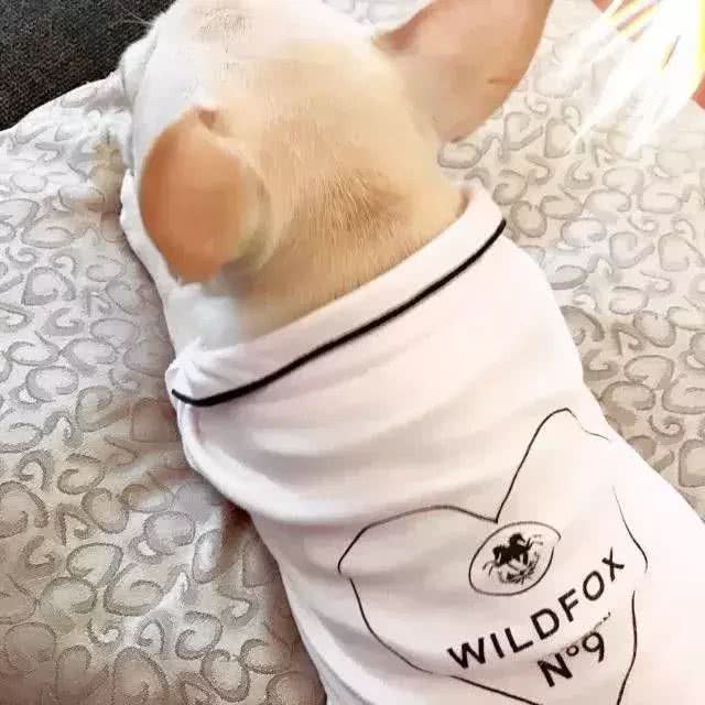 怎样训练斗牛犬上厕所