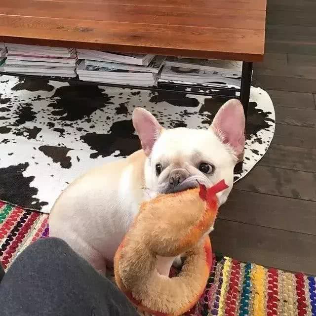 怎样训练斗牛犬上厕所