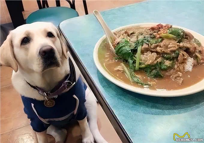 狗狗不能吃的8种食物，误食可能要了狗命，铲屎官要牢记!