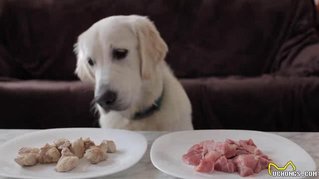 狗狗吃生骨肉好不好?别再跟风了，我们要先了解生骨肉喂养的利弊