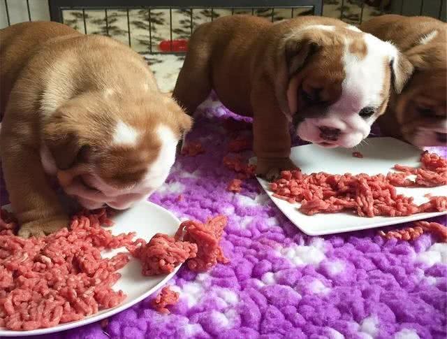 狗狗吃生骨肉好不好?别再跟风了，我们要先了解生骨肉喂养的利弊