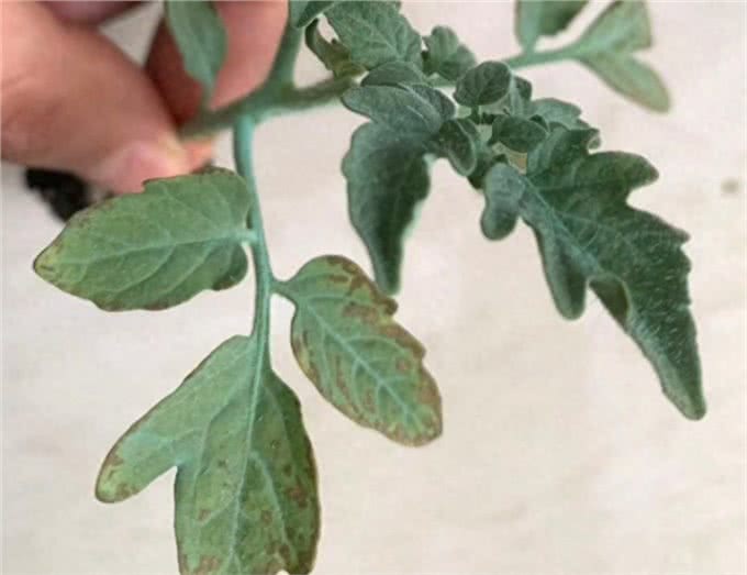 叶片成了斑点狗!这个防治高招告诉你