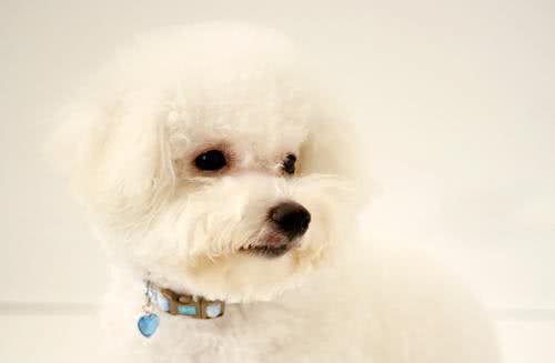 随心所浴,狗狗洗澡方法全手册