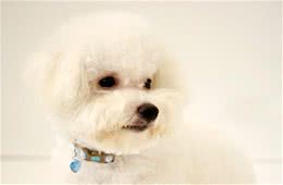 随心所浴，狗狗洗澡方法全手册