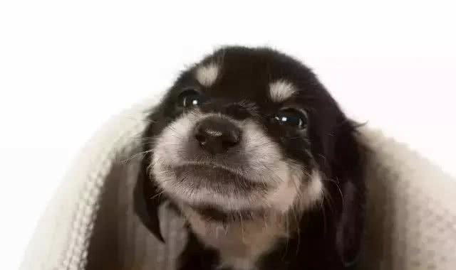 中东富豪爱养什么狗?