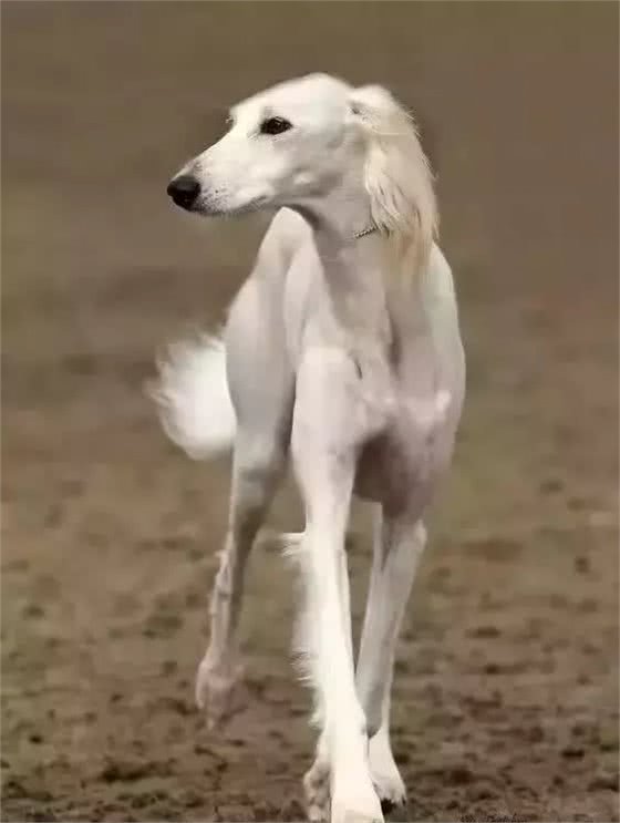 中东富豪爱养什么狗?