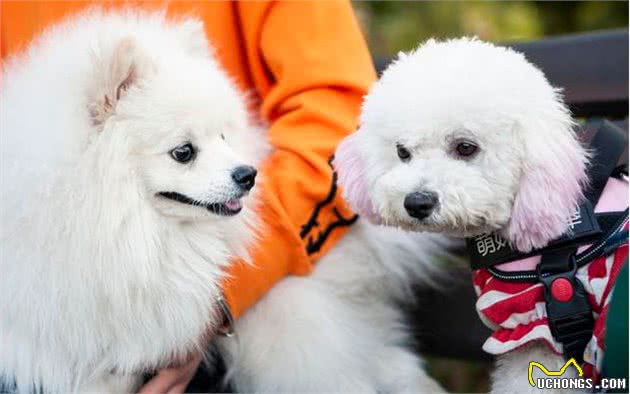 戈赞：狗狗毛发不光滑的五大缘故