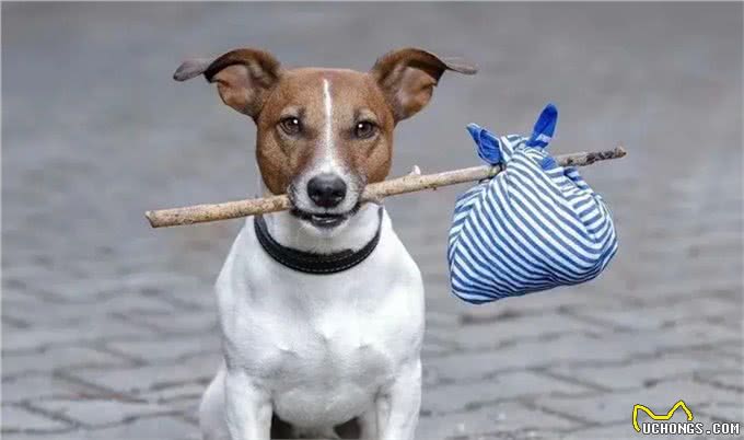 遇到恶犬怎么应对?内蒙古牧民教你如何保护自己