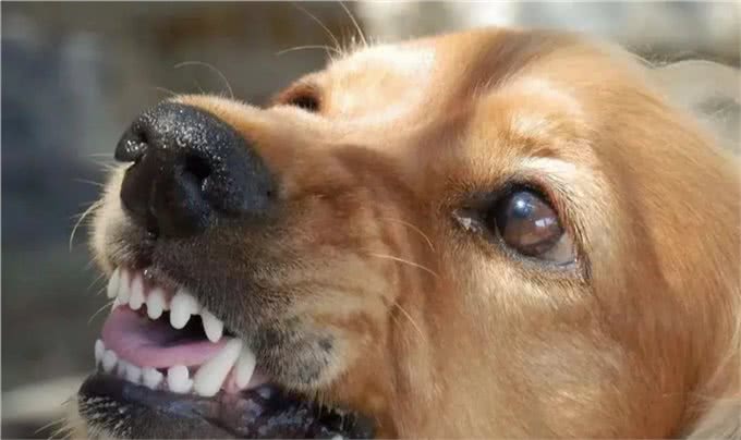 遇到恶犬怎么应对?内蒙古牧民教你如何保护自己